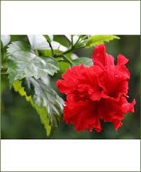Recommended pot size for mature plant growth 10 inches (medium) see more details. Hibiscus Double Red Flower Plants
