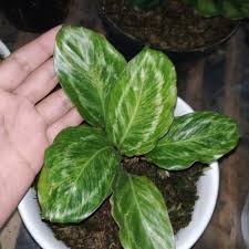 Jual tanaman hias keladi wayang pink kecil 2 daun. 11 Varietas Tanaman Hias Daun Yang Warnanya Nggak Hijau Melulu Jelas Bikin Cantik Rumahmu