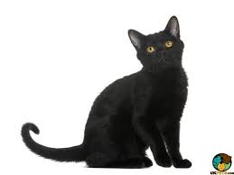 India's only platform for connecting pet cat lovers with responsible catteries nationwide. Bombay Cat Breed Information Uk Pets