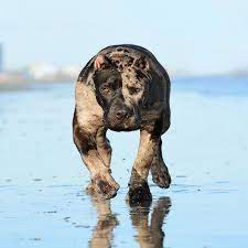 We are the next generation of mugleston xl american bullies. Award Winning Breeders Of World Famous Two Faced Merle American Bully Phantom Send Important Message To Dog Lovers Everywhere American Bullies Are The Perfect Family Dog Let Us Show You