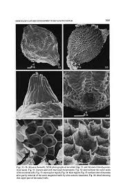 Image result for Mayaca baumii