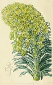 Image result for Erythrococca polyandra