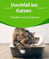 Kotuntersuchung bei tieren definition durchführung. Durchfall Bei Katzen Ursachen Und Symptome Durchfall Bei Katzen Ist Nicht Immer Einfach Zu Erkennen Je Nachdem Welcher Katze Durchfall Katzen Blut Im Stuhl