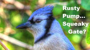 Bird That Sounds Like A Squeaky Toy Uk Blue Jay Rusty Pump Handle Or Squeaky Gate Calls Youtube