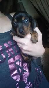 The wide price range is due to many factors to consider. Miniature Dachshund Puppies Taking Deposits For Sale In Eugene Oregon Classified Americanlisted Com