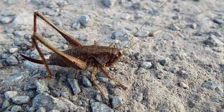 If you get rid of the dead crickets, you end the bad smell. Why Do My Crickets Keep Dying 7 Reasons Why Reptiles Guide