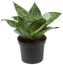 They only require watering once a week while growing, and during cooler. Buy Plant House Live Sansevieria Green Small Decorative Plant With Pot Healthy Plant Online Get 76 Off