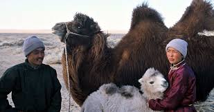 • a family of nomads in the gobi desert in mongolia is facing a problem when a white camel colt is born in a difficult birth and the mother refuses. Keeping It Semi Real For Oscars Movie Answer Man Roger Ebert