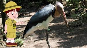 Tari burung enggang sering juga disebut tari enggang atau tari kancet lasan. Burung Bangau Raksasa Tongtong The Lesser Adjutant By Burung Bird