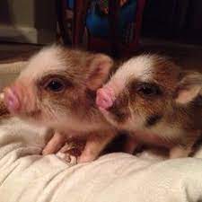 Find dogs, puppies, cats, most popular pet advertising site for pedigree and non pedigree dogs, puppies, cats. 63 Piglets Ideas Teacup Pigs Mini Pigs Baby Pigs