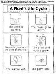 Plants Unit Plan For K 1 Kindergarten Science Plant Science Plant Life Cycle Worksheet