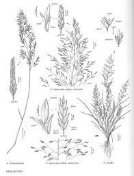 Image result for Eragrostis