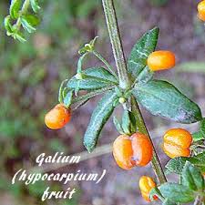 Image result for Galium ossirwaense