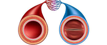 Veins are a part of human's circulatory system. Difference Between Arteries And Veins Pva Doctors Of Arteries Veins