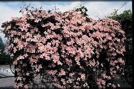 Maybe you would like to learn more about one of these? Clematis Plantguide Forest Garden Centre Matlock