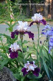 Digging Up And Separating Iris Iris Flowers Planting Flowers Iris Garden