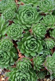 Dolphins and zebras and pandas, oh my! 15 Best Succulent Plant Types And How To Grow Them Indoors Or Out