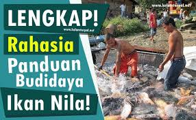 Fakta Ternyata Memang Ini Cara Budidaya Ikan Nila Terbaik Ikan Kolam Ikan Fakta