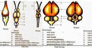 Saraf adalah salah satu bagian terpenting pada manusia. Soal Jawaban Bab Sistem Saraf Hewan 30 Pilgan 10 Esai Muttaqin Id