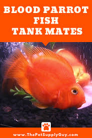 Pin On Aquarium Freshwater Fish Tips