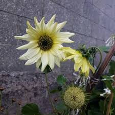 Check spelling or type a new query. Helianthus Annuus Italian White Sunflower Italian White Uploaded By Alan1111