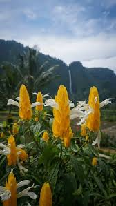 Image result for Acanthaceae