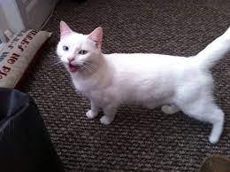 Russian blue cat on white. White Russian Blue Cross Persian London South West London Pets4homes