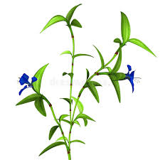 Image result for Commelina benghalensis