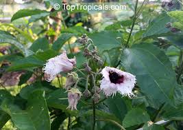 Image result for Telfairia occidentalis