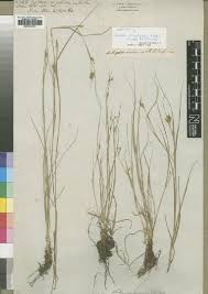 Image result for Schoenoxiphium sparteum