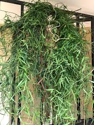 Image result for Periploca linearifolia