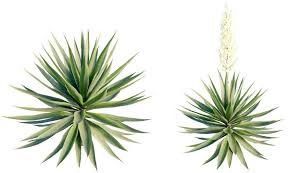 Image result for Agave sisalana