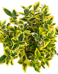 Image result for Euonymus fortunei