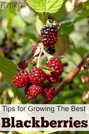 Tips For Growing Blackberries In Your Garden Including How To Plant Blackberries How To Grow Blackberr Growing Blackberries Growing Vegetables Gardening Tips