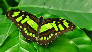 Download green butterfly and use any clip art,coloring,png graphics in your website, document or presentation. Green Black Butterfly On Green Leaves 4k Butterfly Hd Wallpaper
