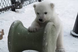 Hours, address, toronto zoo reviews: Melt Your Heart New Polar Bear Cub Video Is Simply Adorable
