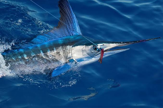 Longbill Spearfish Fishing Guide | How to Catch a Longbill Spearfish