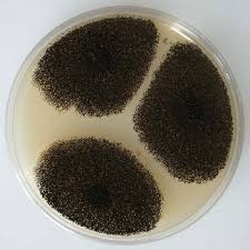 Image result for Asparagus aspergillus