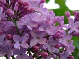 ✅ definizione ⇒ pianta con fiori profumatissimi su cruciverba.it ✅ tutte le soluzioni dei cruciverba per pianta con fiori abbiamo 26 soluzioni : I Dieci Fiori Piu Profumati Deabyday
