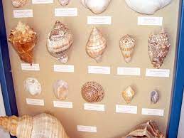 Seashells Shell Display Sea Shells Tiki Hut