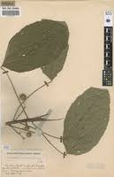 Image result for Lindackeria bukobensis