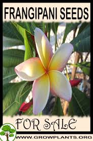 Frangipani Seeds For Sale Plants Easy Plants To Grow Growing Plants