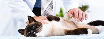 24 hours veterinary clinic, yangon. Pyay Veterinary Clinic Cause They Can T Tell You What S Wrong