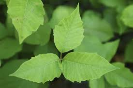 Can Your Pet Give You Poison Ivy Poison Ivy Remedies Poison Ivy Rash Poison Oak