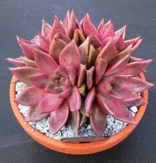 Echeveria agavoides atlas (romeo rubin) esgotado. Post Eight Echeveria Agavoides Romeo Charles Succulents
