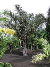 Image result for Raphia rostrata