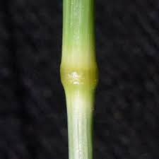 Image result for Eragrostis sarmentosa