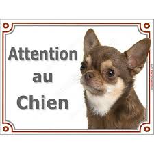 Chihuahua Chocolat Poils Courts Plaque Portail Attention Au Chien Panneau Attention Au Chien Chihuahua Chien