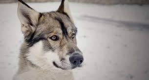 The tamaskan dog breed is quite rare. Tamaskan Dog What To Expect When Owning A Wolf Dog
