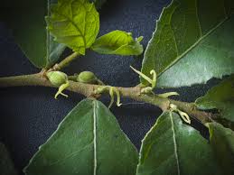 Image result for Streblus